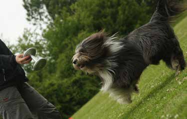 Apporteringsövningar 223 ATT GÅ VIDARE MED eller om du tar tag i föremålet hunden håller i. Däremot ska hunden självfallet släppa på kommandot för släppande och kanske även på din belöningssignal.