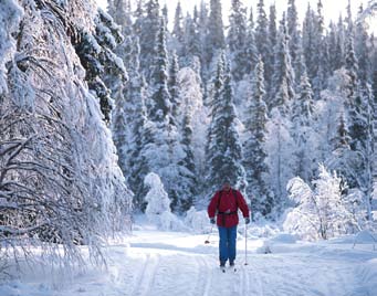 Skogen tillhör oss alla De nordliga gränserna för förekomsten av gran och tall Skogarna är en del av finländarnas nationella identitet och en inspirationskälla i bildkonsten, litteraturen och