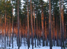 Lagstiftningen främjar en förnuftig användning av skogen: man får inte avverka för mycket i växande skogar och slutavverkning får inte göras för tidigt.