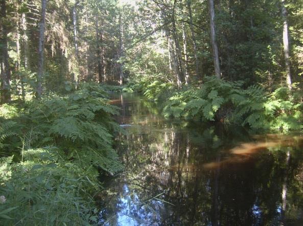 Sträcka 21 Längd: 260 m Medelbredd: 6,0 m Medeldjup: 0,5 m Botten: Grovdetritus Strömförhållande: Svagt strömmande Skuggning: >50% Död ved: Liten förekomst Fysisk påverkan: Försiktig Öringbiotop: