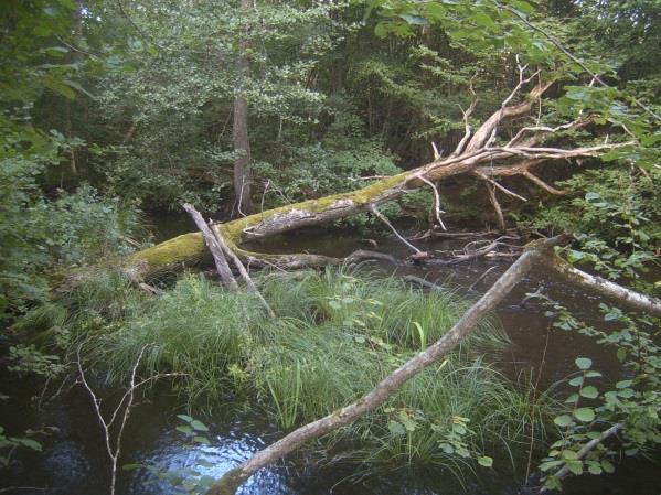 Öringbiotop: Saknas Noteringar/åtgärder: Översvämningszoner förekommer. Värdefull lundskog med ek och hassel. Har historiskt varit hagmarker.