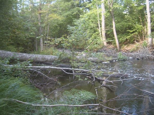 Sträcka 27 Längd:139 m Medelbredd: 5,0 m Medeldjup: 0,2 m Botten: Sten Strömförhållande: Forsande Skuggning: 5-50% Död ved: Måttlig förekomst Fysisk påverkan: Försiktig Öringbiotop: Tämligen goda