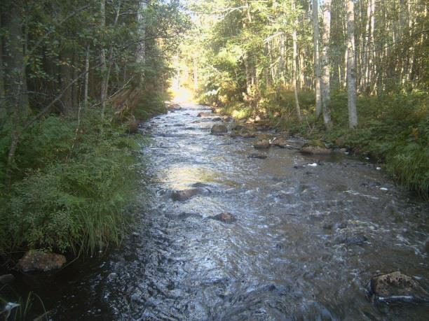 Enligt uppgifter från sportfiskare så finns gädda, abborre, mört och sarv i dammen. Dammen har liten beskuggning samt ringa vegetation.