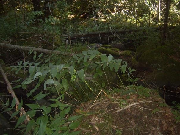 Noteringar/åtgärder: Domänreservat på Sveaskogs mark. Värdefullt opåverkat kvillområde.
