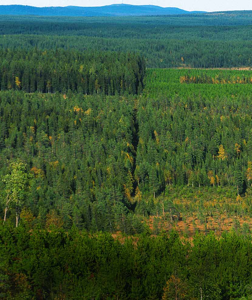 Skogens kolbalans - viktig för klimatet Skogen binder koldioxid i biomassa och mark och skapar ett kolförråd.