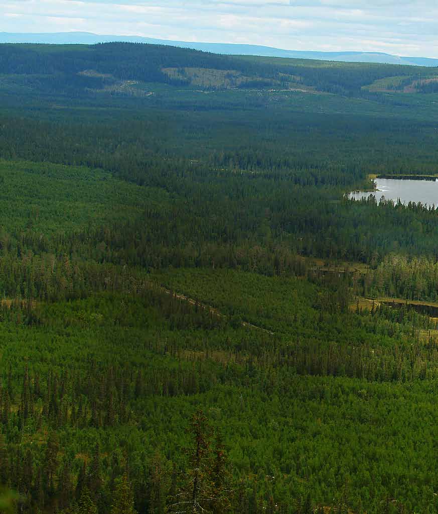 Skogens tillväxt måste tryggas Skogen är en av Sveriges viktigaste basnäringar. Skogsnäringen bidrar till en levande landsbygd, sysselsättning och exportinkomster.