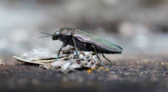 Död ved ger liv i skogen För att den biologiska mångfalden inte ska drabbas negativt av uttaget av skogsbränslen är det viktigt att lämna kvar en viss mängd grot och stubbar till hänsynskrävande