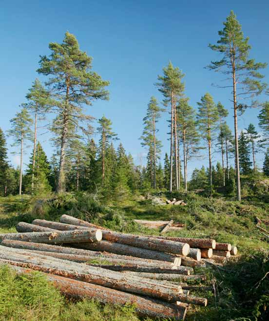 Vid avverkning av skogsbrukets huvudprodukter, timmer och massaved, kan även biprodukterna grenar och toppar tas tillvara och användas som bränsle.