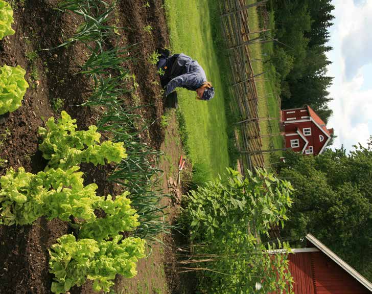 Areella näringar Småskalig odling vid Åsens by. Foto Gunnar Lundqvist.