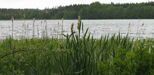 Även nedanför husen i Natur Aneby kommun går på länsstyrelsens linje och antar inte Skärsjösjön som LiS-område. Bebyggelse i anknytning till sjön bör ske utanför strandskyddat område.