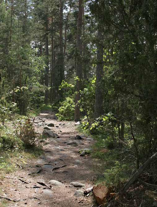 Foto: Ylva Z Skännestigh Öns enda raukfält Byrums raukar finns på nordvästra Öland. Inom området finns cirka 120 raukar varav de högsta är upp till fyra meter En säregen natur.