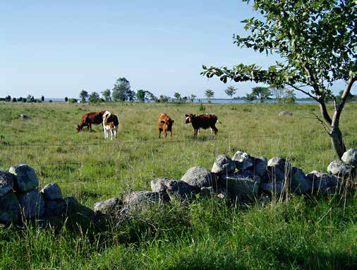 I Ekopark Böda hittar du allt från sandhedar med stormvridna tallar i Naturreservatet Trollskogen till kalkrika ängstallskogar med mängder av orkidéer.