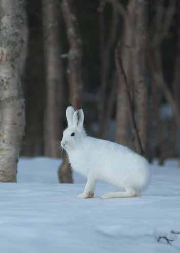 Haren kan göra hopp på flera meter och komma upp i en hastighet av 70 kilometer i timmen i snårig skogsterräng.