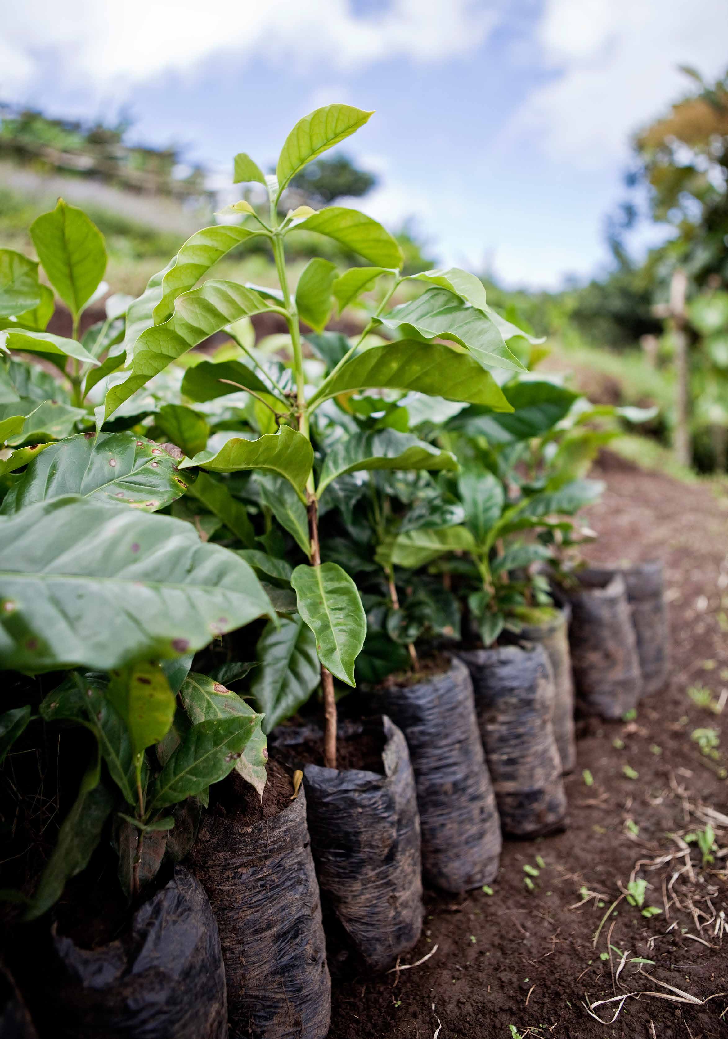 "Det bästa vore förstås om Fairtrade inte alls behövdes, att alla kaffeodlare får en betalning som går att leva på.