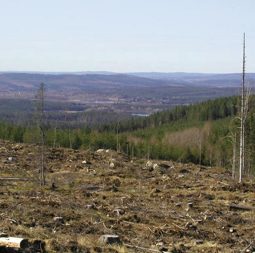 2. VARFÖR SNYTBAGGEN ÄR ETT PROBLEM Snytbaggens gnag på nyplanterade skogsplantor är ett av skogsföryngringens största problem i Sverige och stora delar av övriga Europa.