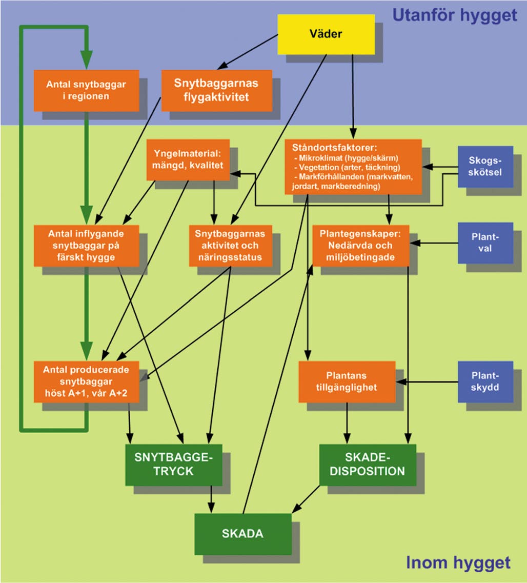 Figur 4:2. Modell som visar hur olika faktorer påverkar snytbaggens skadegörelse på planterade barrträdsplantor efter slutavverkning (efter Nordlander 1998). get och reproducerar sig där.