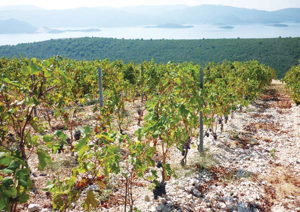 Vinprovning Här besöker vi en av Kroatiens många vingårdar längs Adriatiska havet. Här får ni en spektakulär upplevelse i en rustik miljö.