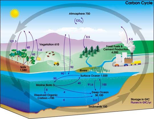 -CO 2 är knutet till kolets hela kretslopp: biomassa, sediment och bergarter är viktiga reservoarer,vilkas kolinnehåll har varierat mycket genom Jordens historia ("GtC" =