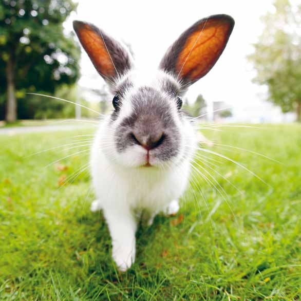 Läs mer om kaniner och deras behov Ju mer du läser på om kaniner desto större möjlighet har du att ge din kanin ett bra liv.