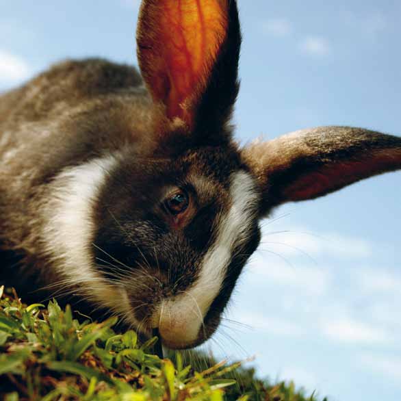 Tänk efter innan du köper kanin! Läs på ordentligt innan köpet. Ta reda på om det verkligen är kanin du vill ha som husdjur.