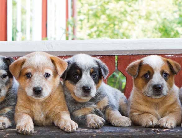 Annonsera gratis på Köpahund.se Är du uppfödare inom SKK kan du enkelt och kostnadsfritt annonsera din registrerade valpkull på Köpahund.