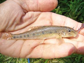 Man arrangerar redan tävlingar där målet inte är att få så många kilo fisk som möjligt, utan så många arter som möjligt. Fiskbongning är en intressant och givande naturhobby.