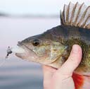 Fisken nappar också under högsommaren. Karp fiskar man då vattnen är varma i junijuli.