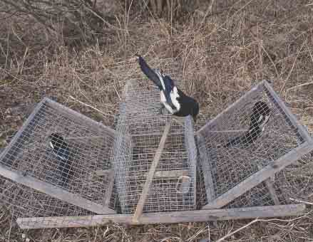 Fångsttekniken bygger på att fällan förses med en levande skata som lockfågel. Fångsten går bäst på våren, när skatorna bildat par och startat förberedelserna för häckning.
