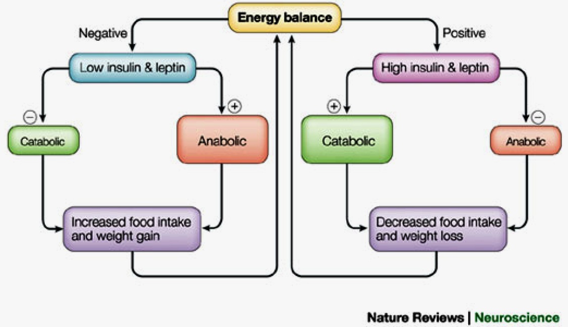 Energibalansenärendynamiskprocess Seeley&Woods,NatRevNeurosci2003;4:901A909