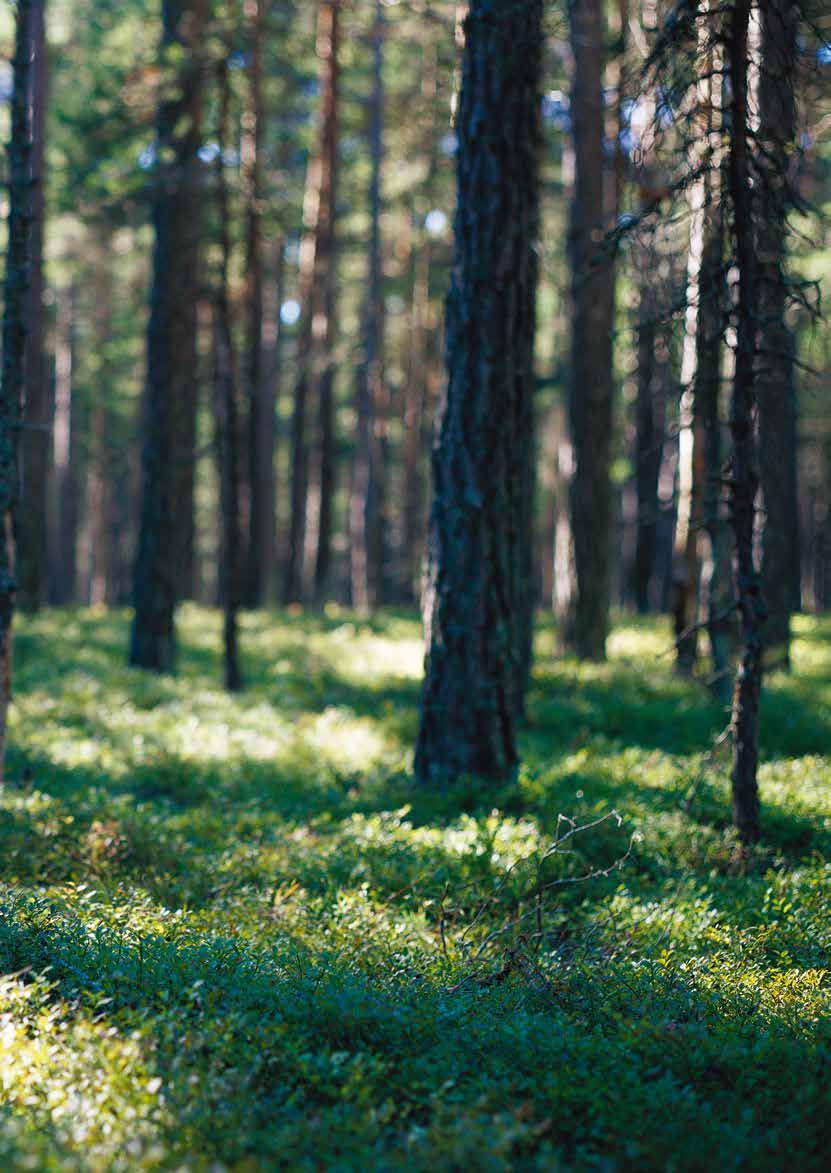 Här, och i svenska trädgårdar, hittar vi grunden till så gott som alla våra bakverk.