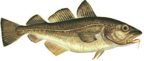 Torsk Gadus morhua Blekinges landskapsfisk Eng: Cod Tys: Dorsch Fra: Cabillaud torskfilé Energi: 600 kj Kcal: 142 Protein: 18,1 g Fett: 0,3 g Torsk förekommer i de blåmarkerade Mättat: 22,2 %