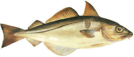 koljafilé Energi: 335 kj Kcal: 80 Protein: 16,6 g Fett: 0,2 g Kolja Melanogrammus aeglefinus Eng: Haddock Tys: Schellfisch Fra: Èglefin Mättat: 26 % Enkelomättat: 15,3 % Fleromättat: 56 % Omega-3