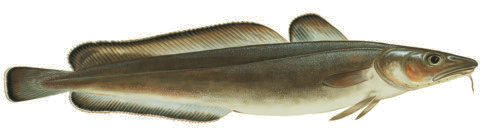 Långa Molva molva Eng: Ling Tys: Lengfisch Fra: Lingue långafilé Energi: 396 kj Kcal: 95 Protein: 17,1 g Fett: 0,7 g Långa förekommer i de blåmarkerade Förekommer mer sporadiskt i de ljusblå Mättat: