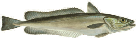 Kummel Merluccius merluccius Eng: Hake Tys: Europäischer Seehecht Fra: Merlu européen kummelfilé Energi: 295 kj Kcal: 71 Protein: 16,5 g Fett: 0,4 g Kummel förekommer i de blåmarkerade Förekommer mer