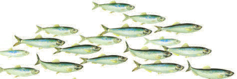 sill/strömmingsfilé Energi: 965 kj Kcal: 230 Protein: 15,2 g Fett: 14 g Sill/Strömming Clupea harengus Gästriklands landskapsfisk Eng: Herring Tys: Hering Fra: Hareng de l Atlantique Mättat: 23,1 %