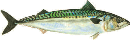 Makrill Scomber scombrus Bohusläns landskapsfisk Eng: Atlantic mackerel Tys: Makrele Fra: Maquereau commun makrillfilé Energi: 890 kj Kcal: 215 Protein: 18-14 g Fett: 3-30 g Makrill förekommer i de