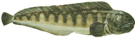 Havskatt Anarhichas lupus Eng: Wolffish Tys: Gestreifter Seewolf, Gestreifter katfisch Fra: Loup de l Atlantique n havskattsfilé Protein: 17,6 g Fett: 2,8 g varav omega-3: 0,7 g Havskatt förekommer i