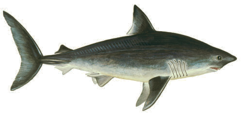 Sillhaj Lamna nasus Annat namn: Håbrand Eng: Porbeagle Tys: Heringshai Fra: Requin-taupe commun n sillhajfilé Protein: 20,6 g Fett: 0,2 g kcal: 84 Sillhaj förekommer i de blåmarkerade Förekommer mer