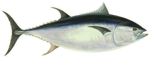 färsk tonfisk Energi: 770 kj Kcal: 185 Protein: 24 g Fett: 9,9 g Tonfisk Thunnus thynnus Eng: Bluefin tuna Tys: Tunfisch Fra: Thon rouge Mättat 33,9 % Enkelomättat 24,2 % Tonfisk förekommer
