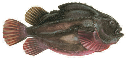 Sjurygg förekommer i de blåmarkerade Sjurygg Cyclopterus lumpus Eng: Lumpfish Tys: Seehase Fra: Lompe sjuryggsfilé Energi: 412 kj Kcal: 98 Protein: 18,6 g Fett: 2,5 g Mättat: 21,5 % Enkelomättat: