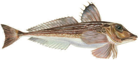 n knotfilé Protein: 21,0 g Fett: 5,0 g varav omega-3: 1,0 g kcal: 129 Knot Chelydonichthys gurnardus Eng: Grey gurnard Tys: Grauer knurrhan Fra: Grondin gris Annat namn: Knorrhane Knot förekommer i