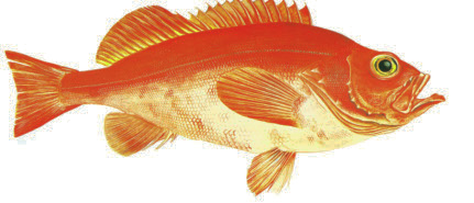 Kungsfisk Sebastes norvegicus Annat namn: Uer, Rödfisk Eng: Red-fish Tys: Rotbarsch, goldbarsch Fra: Grand sébaste kungsfiskfilé Energi: 395 kj Kcal: 94 Protein: 17,1 g Fett: 2,8 g Kungsfisk