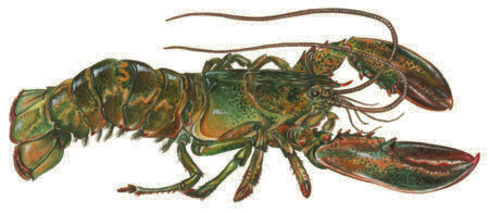 hummerkött Energi: 365 kj Kcal: 87 Protein: 15,2 g Fett: 0,6 g Hummer Homarus gammarus Eng: Lobster Tys: Hummer Fra: Homard Mättat: 20,9 % Enkelomättat: 36,7 % Fleromättat: 40,1 % Omega-3 fett: 34 %