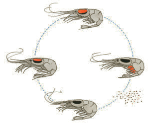 räkkött Energi: 426 kj Kcal: 101 Protein: 23,3 g Fett: 0,8 g Nordhavsräka Pandalus borealis Annat namn: Räka Eng: Deep water prawn Tys: Garnele Fra: Crevette Mättat: 19,9 % Enkelomättat: 38,8 %