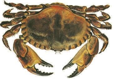 Krabba Cancer pagurus Eng: Edible crab Tys: Taschenkrebs Fra: Tourteau krabbkött Energi: 375 kj Kcal: 89 Protein: 22,9 g Fett: 1,8 g Krabba förekommer i de blåmarkerade Mättat: 25 % Enkelomättat:
