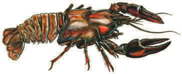 Flodkräfta Astacus astacus Eng: Noble Crayfish Tysk: Flusskreps Fra: Écrevisse Närings- och energi- Värde kräftkött Energi: 296 kj, Kcal: 71 Protein: 14,6 g Fett: 0,5 g Kolhydrater: 1,7 g Vatten: 82
