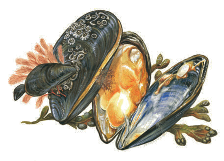 Blåmussla Mytilus edulis Eng: Blue mussel, common mussel Tys: Miesmuschel Fra: Moule commune musslor Energi: 380 kj Kcal: 91 Protein: 10,4 g Fett: 1,4 g Blåmussla förekommer i de blåmarkerade Mättat: