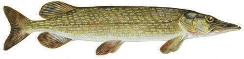 gäddafilé Energi: 339 kj Kcal: 81 Protein: 18,4 g Fett: 0,7 g Gädda Esox lucius Eng: (Northern) Pike Tys: Hecht Fra: Brochet du Nord Mättat: 27,1 % Enkelomättat: 20,5 % Gädda förekommer i de