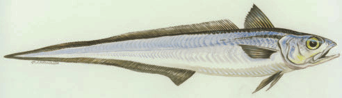 alaska pollock filé Energi: 318 kj Kcal: 76 Protein: 17,2 g Fett: 0,8 g Omega-3: 0,4 g Läs här om arter som allt oftare dyker upp på lunchmenyn, i frys- eller fiskdisken För att täcka den svenska