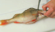 Håll stadigt i fisken och stick in